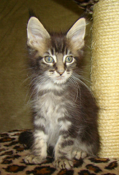     Catsvill County!   !    !       !!!    Catsvill County +7-926-544-74-09     .   ,   ,   ,    ,   ,  ,     ,   -,    ,   !